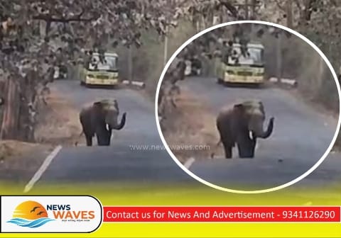 ಯಲ್ಲಾಪುರ ರಸ್ತೆಯ ಭಾಗವತಿ ಬಳಿ ಒಂಟಿ ಸಲಗ ಪ್ರತ್ಯಕ್ಷ