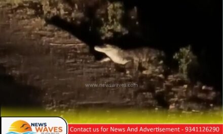 ಮೊಸಳೆ‌ ನೈಟ್ ವಾಕಿಂಗ್; ಬೆಚ್ಚಿದ ಯಲ್ಲಾಪುರ ಜನ