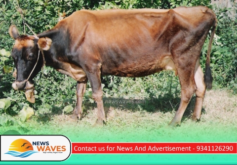 ಎಪ್ರಿಲ್‌ನಲ್ಲಿ ಕಾಲುಬಾಯಿ ರೋಗಕ್ಕೆ ಲಸಿಕೆ
