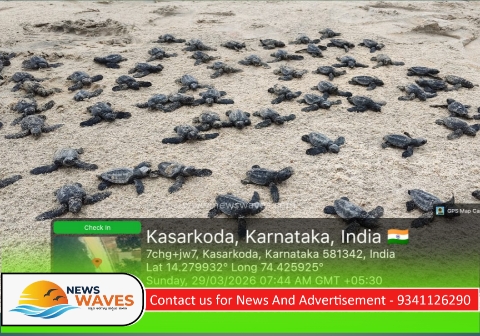 ಸಮುದ್ರ ಸೇರಿದ ‌ಕಡಲಾಮೆ ಮರಿಗಳು
