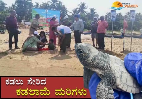 163 ಕಡಲಾಮೆ‌ ಮರಿಗಳನ್ನು ಸಮುದ್ರಕ್ಕೆ ಬಿಡಲಾಯಿತು