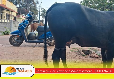 ಅಪರೂಪದ ಐದು ಕೆಚ್ಚಲಿನ ದನ