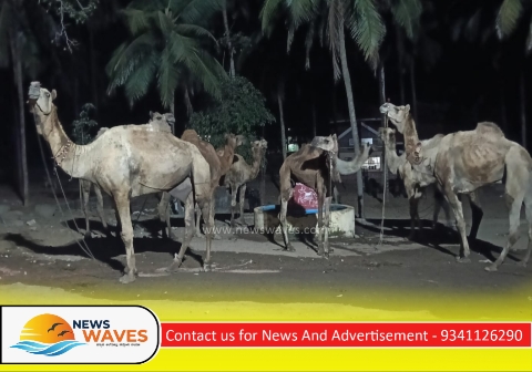 ಅಕ್ರಮವಾಗಿ ಒಂಟೆಗಳ ಸಾಗಾಟ : ಮೂವರು ಆರೋಪಿಗಳು ಪೊಲೀಸ್ ವಶಕ್ಕೆ