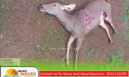 ಕಡವೆ ನಿಗೂಢ ಸಾವು: ಸ್ಥಳಕ್ಕೆ ಧಾವಿಸಿದ ಅರಣ್ಯ ಇಲಾಖೆ ತಂಡ