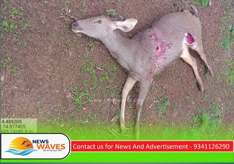 ಕಡವೆ ನಿಗೂಢ ಸಾವು: ಸ್ಥಳಕ್ಕೆ ಧಾವಿಸಿದ ಅರಣ್ಯ ಇಲಾಖೆ ತಂಡ
