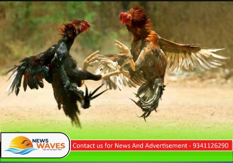 ಕೋಳಿ ಅಂಕ| ಪೊಲೀಸರ ದಾಳಿ; 6 ಜನರ ಬಂಧನ