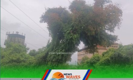 ಅಪಾಯಕಾರಿ ಮರ ತೆರವಿಗೆ ಮನವಿ