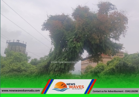 ಅಪಾಯಕಾರಿ ಮರ ತೆರವಿಗೆ ಮನವಿ